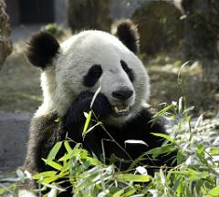 Pandas