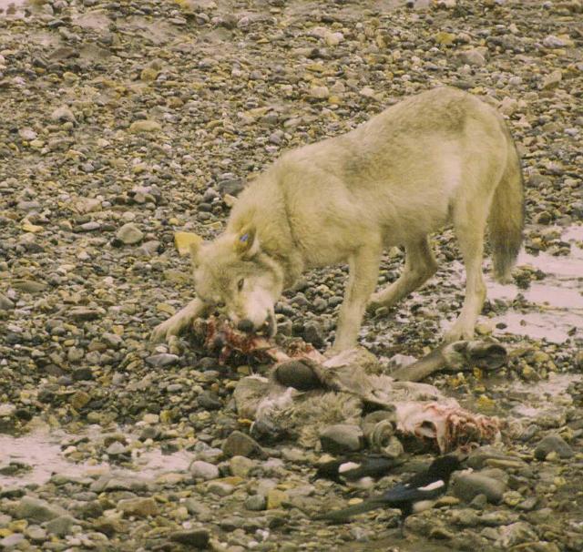 wolf3.jpg