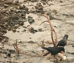 Ravens