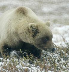 bear