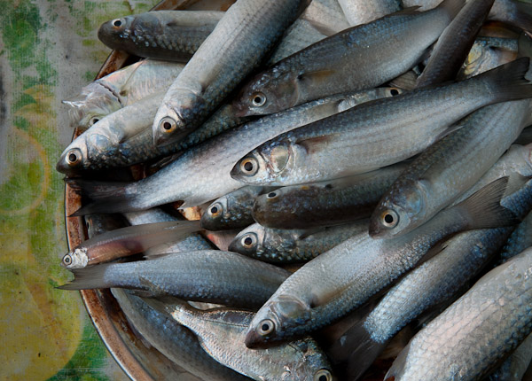 India_JanFeb_10_Cochin_7185.jpg - Fish that may have been caught in a Chinese fishing net.