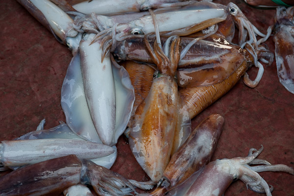 India_JanFeb_10_Cochin_7240.jpg - The catch