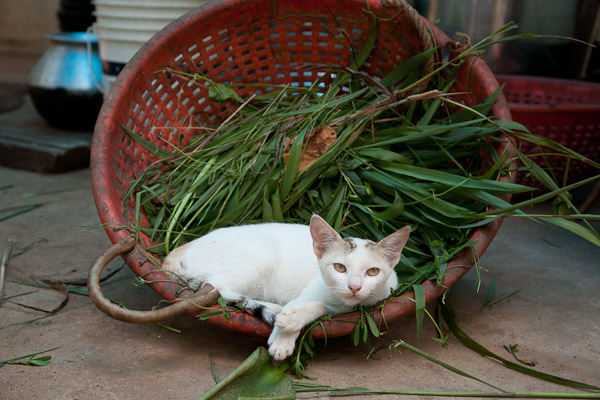 India_JanFeb_10_Cochin_7465.jpg - Cat