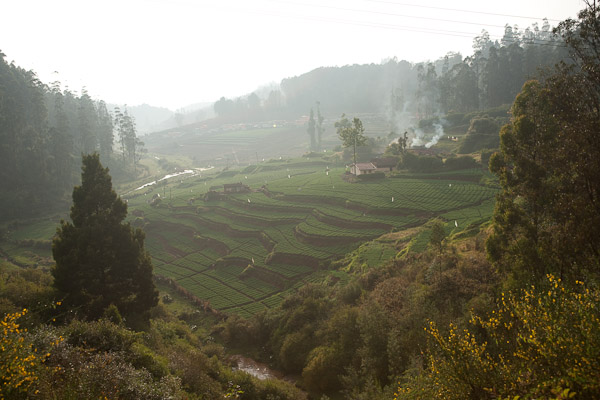 India_JanFeb_10_Coonor_7837.jpg - Terraced tea plantation