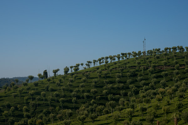 India_JanFeb_10_Coonor_7983.jpg - Tea plantation