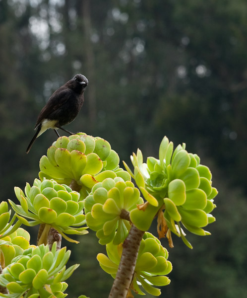 India_JanFeb_10_Coonor_8201.jpg - Bird on succulent