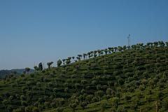 India_JanFeb_10_Coonor_7983