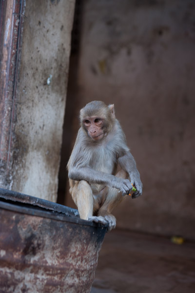 India_JanFeb_10_Jaipur_5155.jpg - Young monkey at a trash can