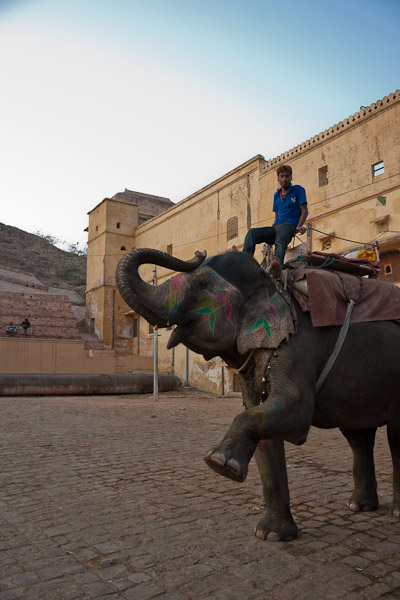 India_JanFeb_10_Jaipur_5425.jpg - Elephant posing
