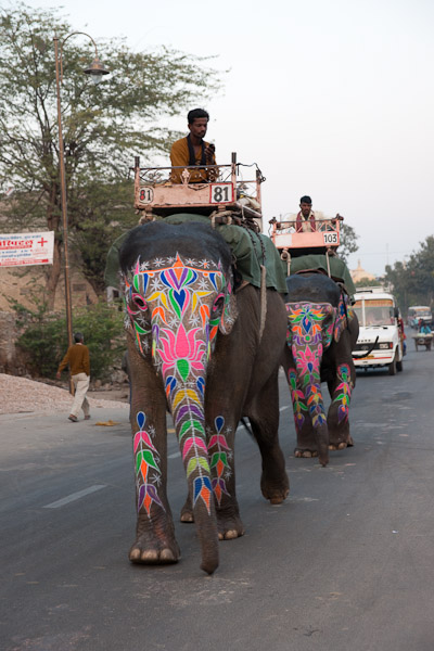 India_JanFeb_10_Jaipur_5430.jpg - Elephants in the streets of Amber