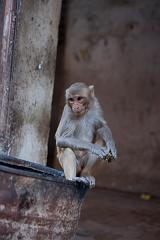 India_JanFeb_10_Jaipur_5155