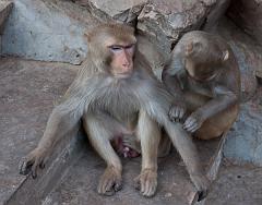 India_JanFeb_10_Jaipur_5162