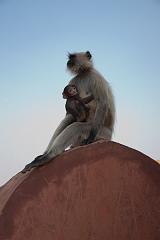 India_JanFeb_10_Jaipur_5576