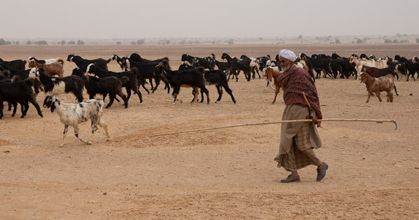 India_JanFeb_10_Jaisalmer_6517.jpg - Goat herder