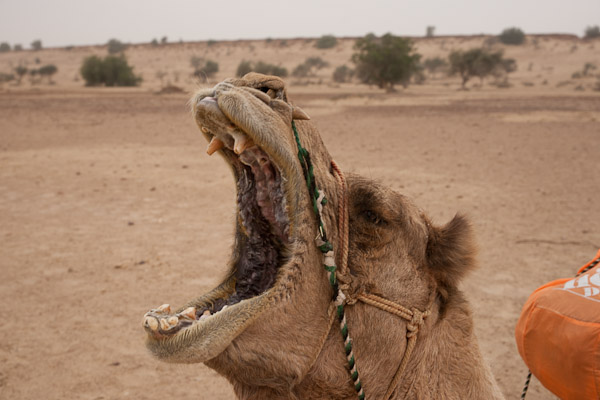 India_JanFeb_10_Jaisalmer_6542.jpg - Camel teeth