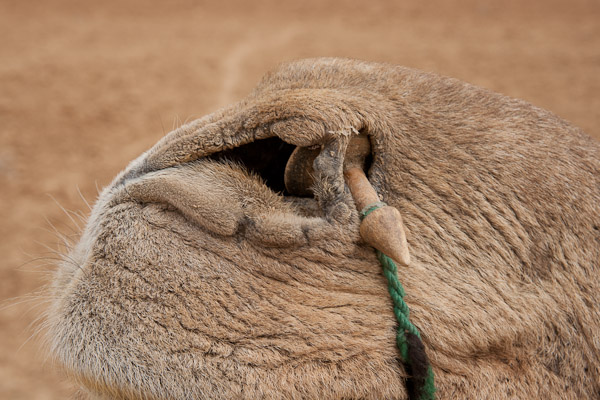 India_JanFeb_10_Jaisalmer_6557.jpg - Camel nose plug