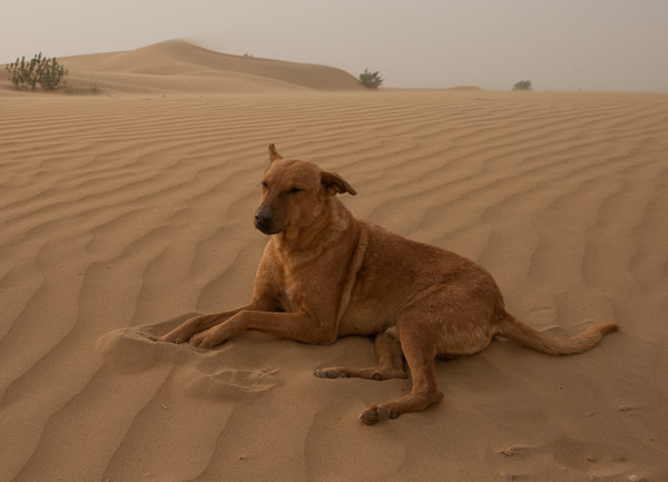 India_JanFeb_10_Jaisalmer_6640.jpg - The dog in charge
