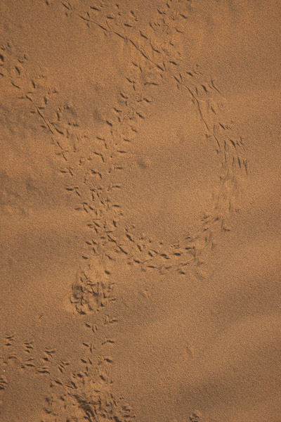 India_JanFeb_10_Jaisalmer_6773.jpg - Beetle tracks