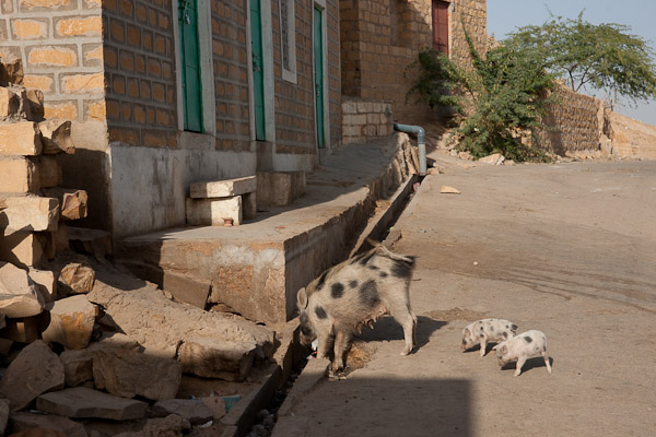 India_JanFeb_10_Jaisalmer_6895.jpg - Sow with piglets.  Looks like a population being managed for meat; only saw one male.