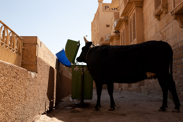 India_JanFeb_10_Jaisalmer_6953.jpg - Trash cans are rare in India, but what's the point?