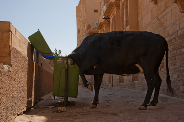 India_JanFeb_10_Jaisalmer_6955.jpg - Trash cans are rare in India, but what's the point?