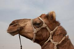 India_JanFeb_10_Jaisalmer_6596