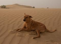 India_JanFeb_10_Jaisalmer_6640