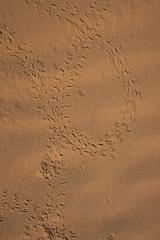 India_JanFeb_10_Jaisalmer_6773