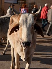 India_JanFeb_10_Jaisalmer_7113