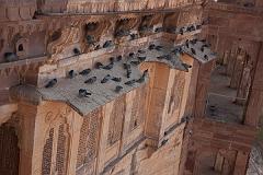 India_JanFeb_10_Jodhpur_6389