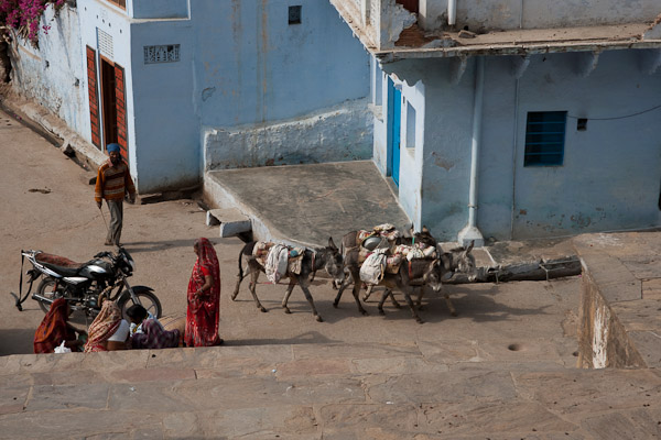 India_JanFeb_10_Pushkar_5638.jpg - Donkeys in front of temple