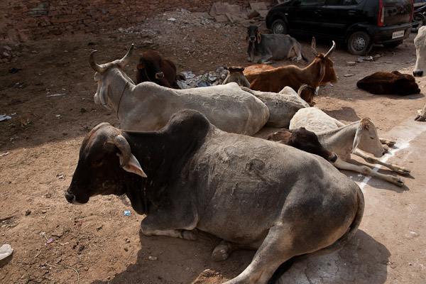 India_JanFeb_10_Pushkar_5653.jpg - Cattle.  Most cattle were cows being milked.