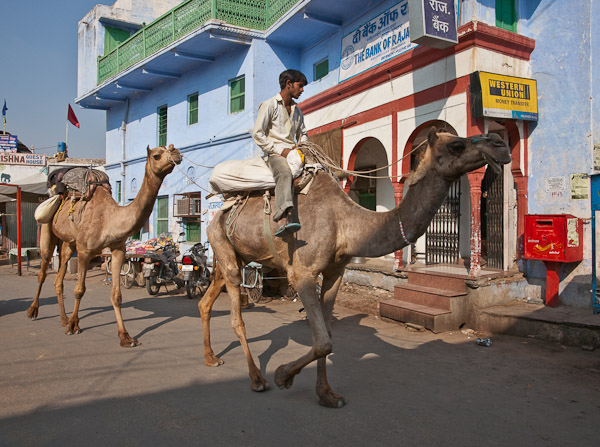 India_JanFeb_10_Pushkar_5688.jpg - Camels in the streets of Pushkar