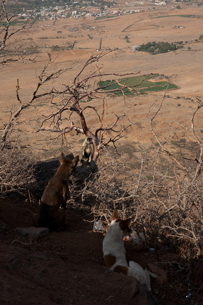 India_JanFeb_10_Pushkar_5976.jpg - Dogs protecting temple from monkeys.  The dogs left after about ten minutes and the monkeys stayed.  Probably pre-arranged.