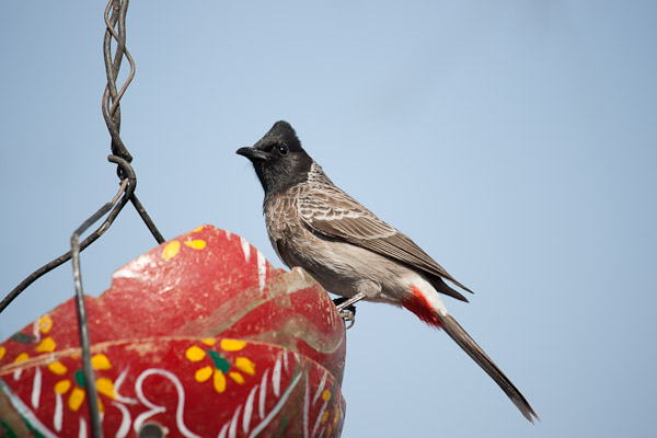 India_JanFeb_10_Pushkar_6075.jpg - Red-vented bulbul at feeder at Savitri Temple