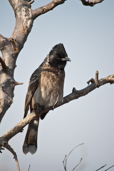 India_JanFeb_10_Pushkar_6114.jpg - Red-vented bulbul at Savitri Temple