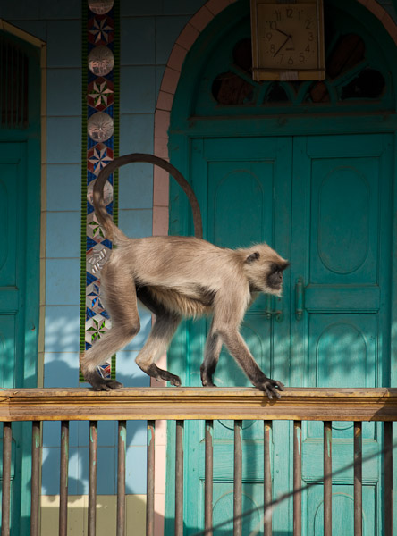 India_JanFeb_10_Pushkar_6163.jpg - Monkey from where I ate breakfast