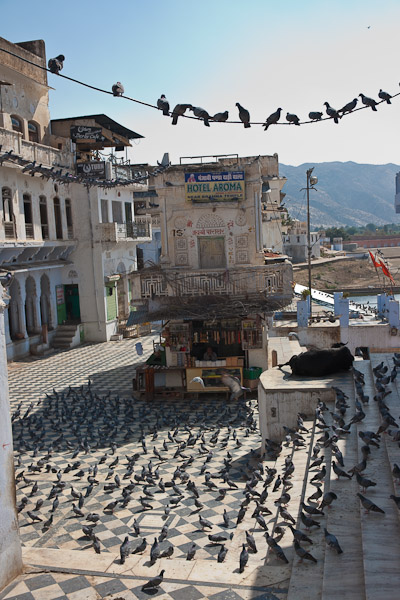 India_JanFeb_10_Pushkar_6166.jpg - Pigeons
