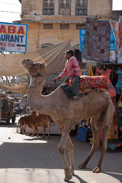 India_JanFeb_10_Pushkar_6177.jpg - Young camel rider
