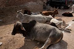 India_JanFeb_10_Pushkar_5653