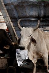 India_JanFeb_10_Pushkar_5654