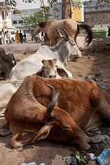 India_JanFeb_10_Pushkar_5655