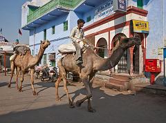 India_JanFeb_10_Pushkar_5688