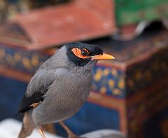 India_JanFeb_10_Pushkar_5910