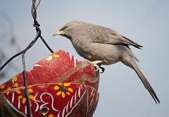 India_JanFeb_10_Pushkar_6038