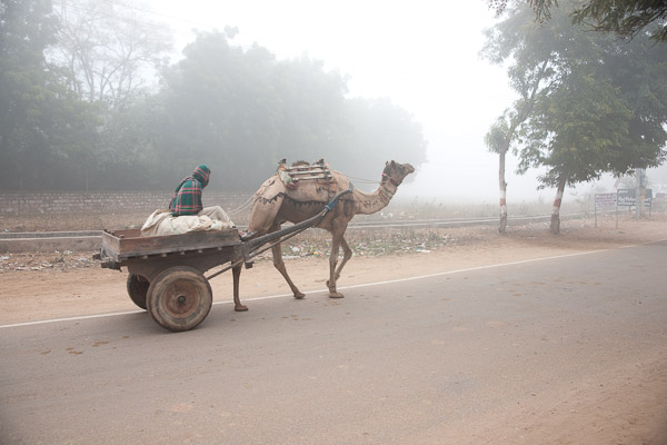 India_Jan_Feb_10_Sawai_Madhopur_4491.jpg - Camel cart in the mist.  Camels are used for heavy loads