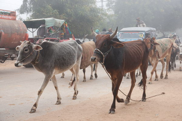 India_Jan_Feb_10_Sawai_Madhopur_4493.jpg - Cattle being driven to market