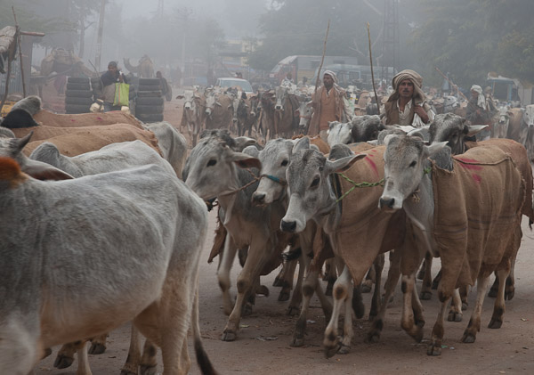 India_Jan_Feb_10_Sawai_Madhopur_4514.jpg - Cattle being driven to market
