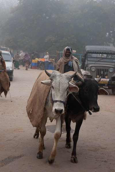 India_Jan_Feb_10_Sawai_Madhopur_4521.jpg - Cattle being driven to market