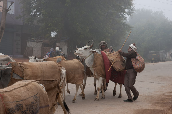 India_Jan_Feb_10_Sawai_Madhopur_4525.jpg - Cattle being driven to market